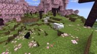 Sheep in Cherry Groves (Image via Mojang Studios)